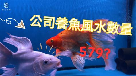 生肖養魚數量|【魚缸數與風水】風水魚的顏色和數量 